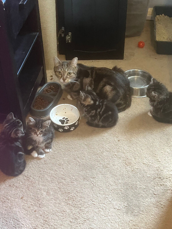 Kittens ready to go