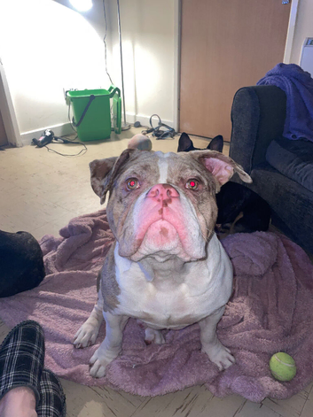 Looking to stud my American bulldog Tank