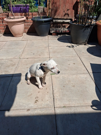 Jackrussell , terrier