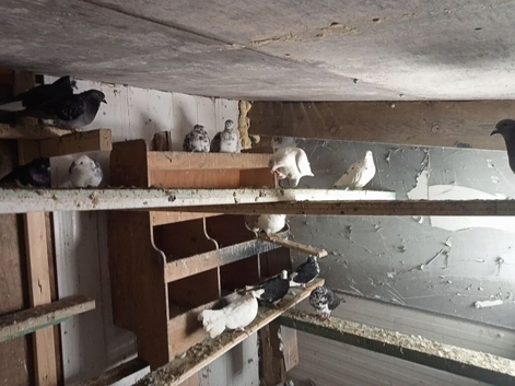 Pigeons