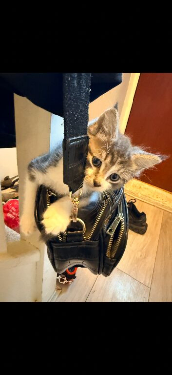 Kittens &pound;100
