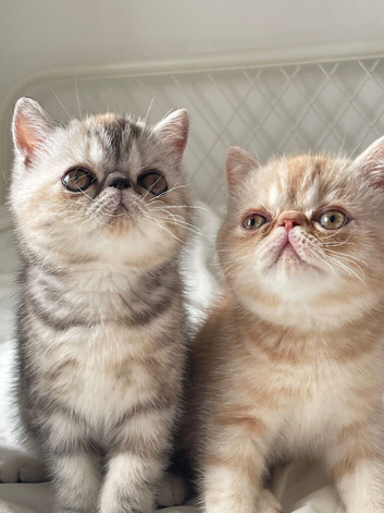 Gorgeous GCCF registered kittens from Champions parents