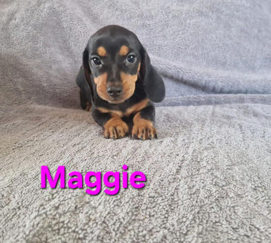 Stunning smooth haired miniature dacshund