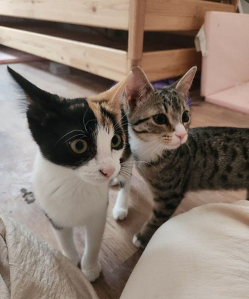 4 kittens (female)
