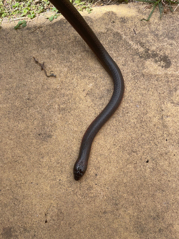 Mussurana bicolor