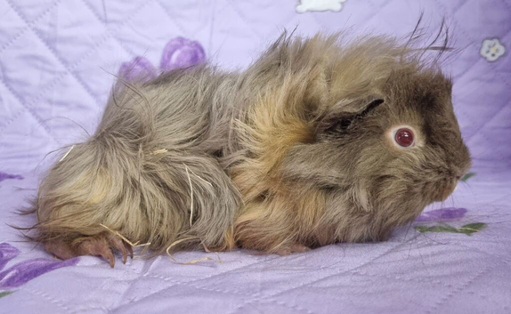 BEAUTIFUL BABY GUINEA PIGS