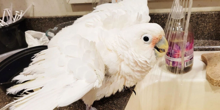 Full white cockatoo Glasgow