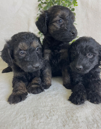 STUNNING DNA TESTED GOLDENDOODLES