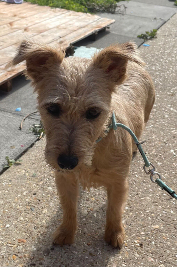 Jackrussell x border