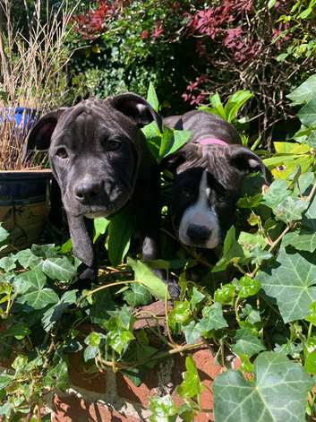 2 bulldog staffy pocket bully mastiff cross puppies available