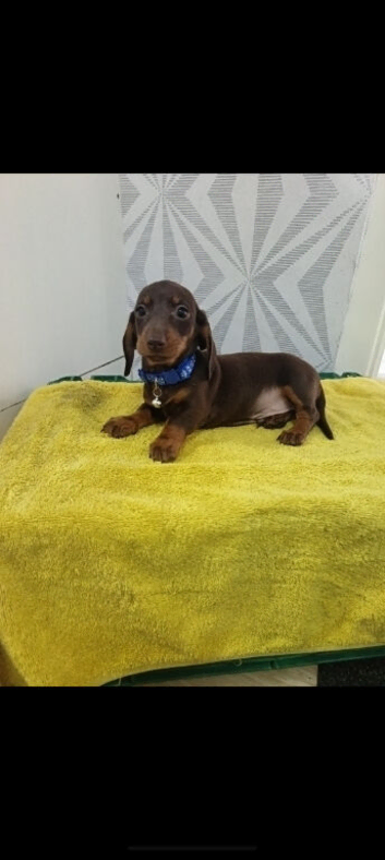 Chocolate and tan dashund puppy last 1 reaming