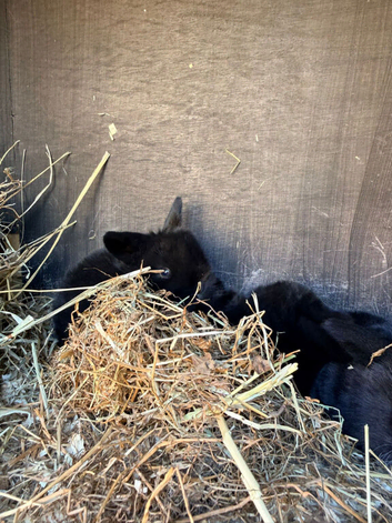4 Stunning Mini-Lops for Sale