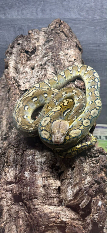 Super dwarf retic female