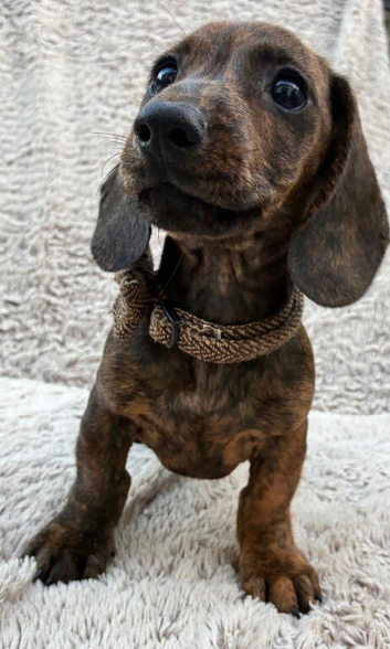 Gorgeous Dachshund Puppies