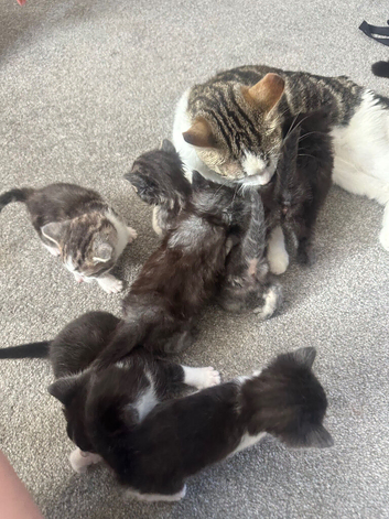 Kittens