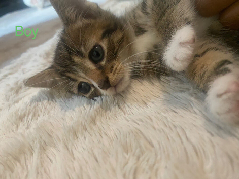 2 kittens for forever home