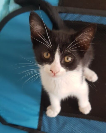 10‑week‑old male kitten &mdash; ready to leave .