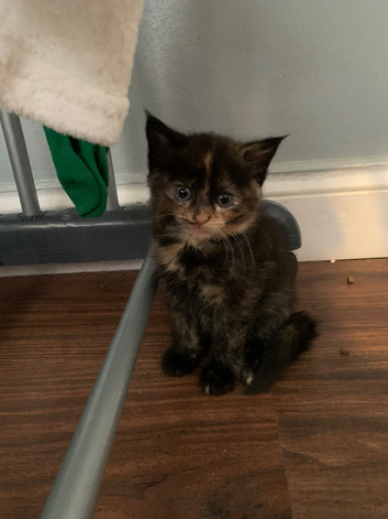 kittens ready for new home