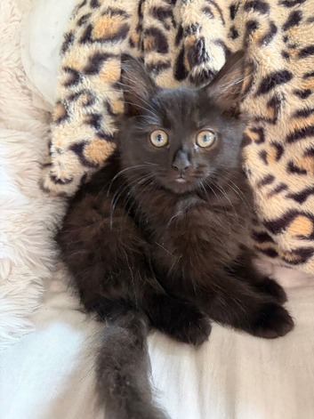 Female fluffy friendly black kitten