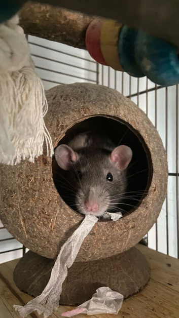 3 female rats