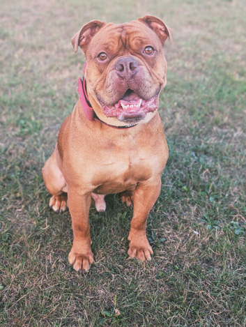 3 year old bulldog