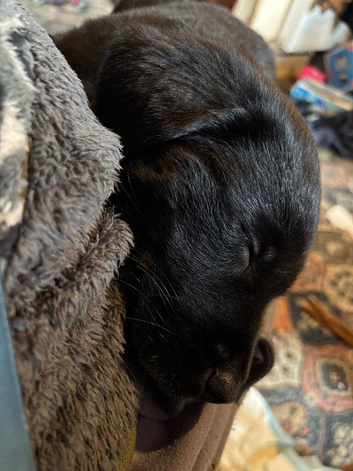 Lab cross pup