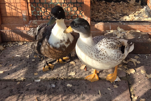 Call duck males