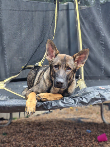 Male German shepherd