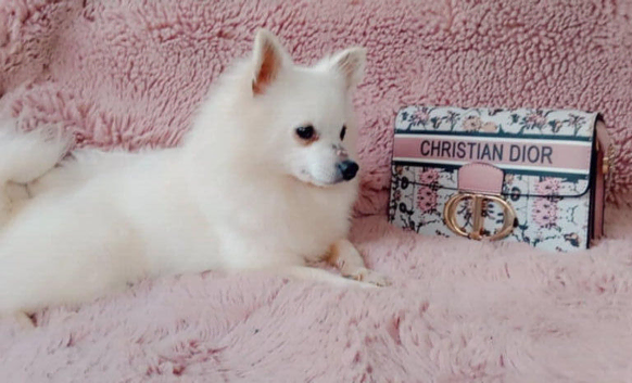 Black and white  baby poms