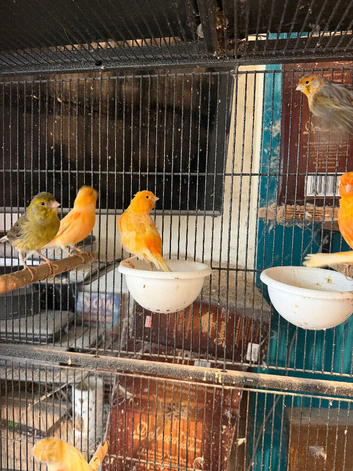 Canary&rsquo;s