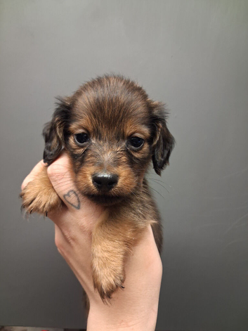 Tiny longhaired dachshunds