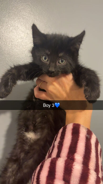 Maine coon X kittens