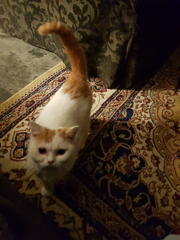 British short hair cross. Now rehomed!
