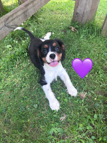Gorgeous Cavalier Puppies -Now Ready