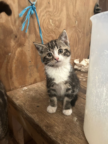 Beautiful kittens for new homes