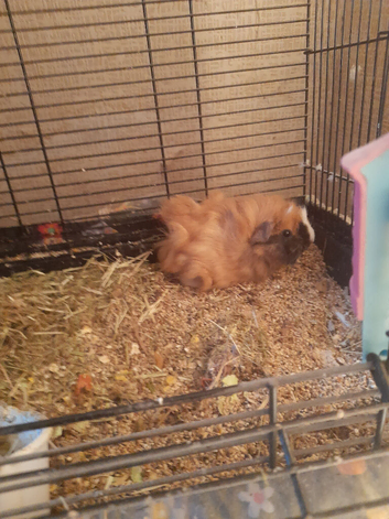 Baby Guinea Pigs
