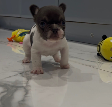 French bull dog pups
