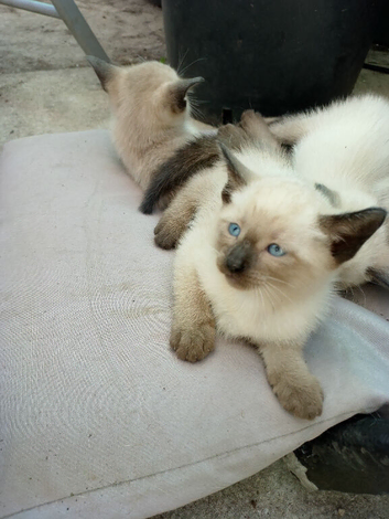 Beautiful Siamese kittens ready for a loving home these kittens are mixed with blue point and Oriental Siamese mum and Dad can be seen as there our fa