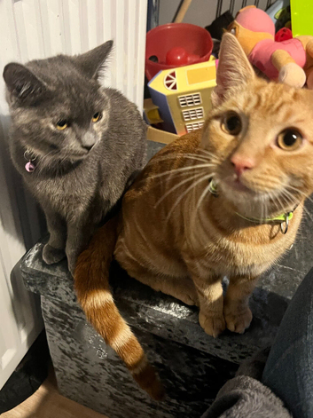 Brother and sister kittens