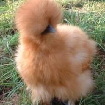 Bearded silkie hatching eggs