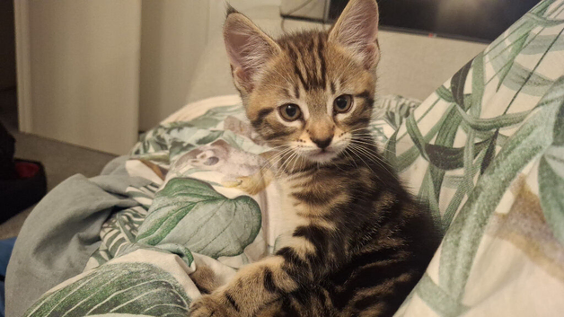 11 week old kitty now time to have a home