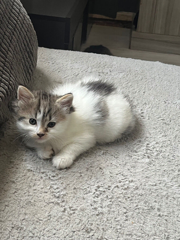 Kittens