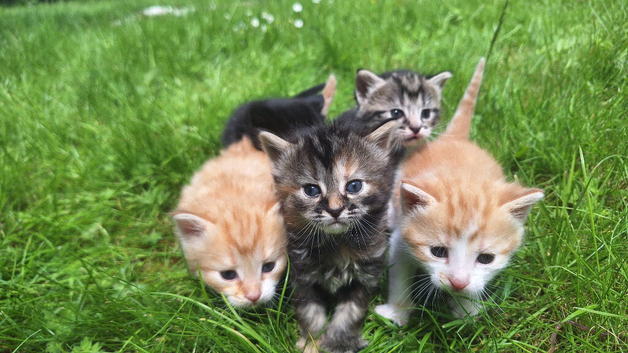 Kittens looking for their forever homes