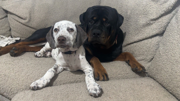 Rottweiler X Dalmatian spaniel pups