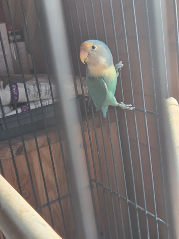 Male lovebird with cage