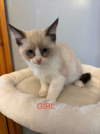 RAGDOLL X SNOWSHOE