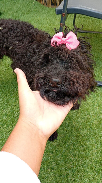 Cockapoo black girl