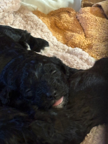 Jackapoo/cockerpoo