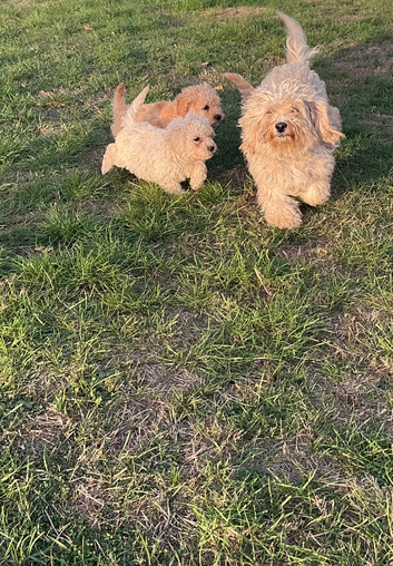 Miniature cavapoos
