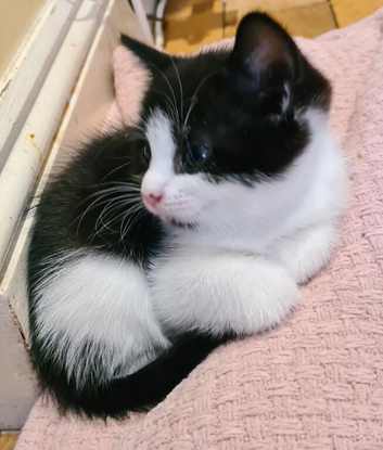 Beautiful and very sweet kittens